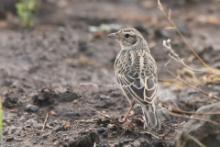 Skowroniec cynamonowy - Mirafra rufocinnamomea - Flappet Lark