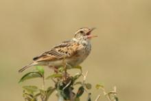 Skowroniec zaroślowy - Mirafra cantillans - Singing Bush Lark