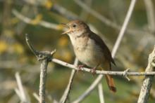 Słowik rdzawy - Luscinia megarhynchos - Common Nightingale