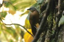 Sójkowiec szaroczelny - Garrulax cinereifrons - Ashy-headed Laughingthrush