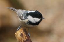 Sosnówka - Periparus ater - Coal Tit