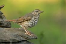 Śpiewak - Turdus philomelos - Song Thrush