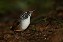 Stokowczyk białopierśny - Henicorhina leucosticta - White-breasted Wood Wren