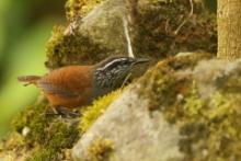 Stokowczyk szaropierśny - Henicorhina leucophrys - Gray-breasted Wood Wren