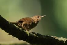 Strzyżyk śpiewny - Troglodytes aedon - House Wren