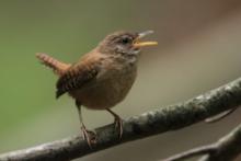 Strzyżyk - Troglodytes troglodytes - Eurasian Wren