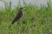 Świergotek długodzioby - Anthus similis - Long-billed Pipit