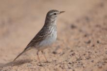 Świergotek kanaryjski - Anthus berthelotii - Berthelot's Pipit