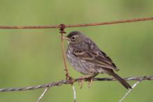 Świergotek nadmorski - Anthus petrosus - Rock Pipit