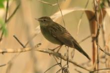 Świerszczak - Locustella naevia - Common Grasshopper-Warbler