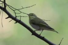 Świstunka - Rhadina sibilatrix - Wood Warbler