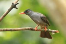 Szczeciak równosterny - Hypsipetes ganeesa - Square-tailed Bulbul