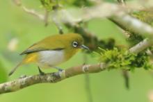 Szlarnik cejloński - Zosterops ceylonensis - Sri Lanka White-eye