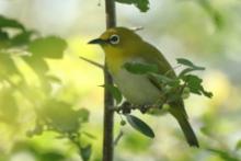 Szlarnik indyjski - Zosterops palpebrosus - Indian White-eye