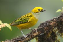 Tangarka cytrynowa - Tangara icterocephala - Silver-throated Tanager