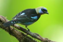 Tangarka modrolica - Stilpnia larvata - Golden-hooded Tanager