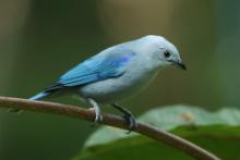 Tangarka niebieska - Thraupis episcopus - Blue-grey Tanager