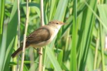 Trzcinniczek - Acrocephalus scirpaceus - Common Reed Warbler