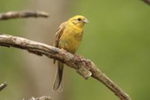 Trznadel - Emberiza citrinella - Yellowhammer