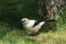 Tymal dwubarwny - Turdoides bicolor - Southern Pied Babble