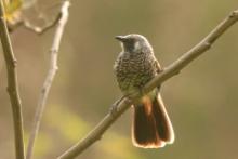 Tymal białorzytny - Turdoides leucopygia - White-rumped Babbler