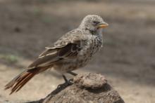 Tymal maskowy - Turdoides sharpei - Black-lored Babbler