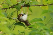 Tymalia chińska - Chrysomma sinense - Yellow-eyed Babbler