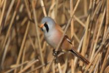 Wąsatka - Panurus biarmicus - Bearded Reedling