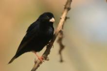 Wdówka atłasowa - Vidua chalybeata - Village Indigobird