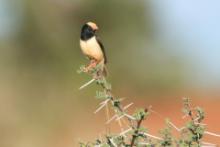 Wdówka płowosterna - Vidua fischeri - Straw-tailed Whydah