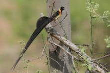 Wdówka rajska - Vidua paradisaea - Eastern Paradise Whydah