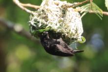 Wikłacz czarny - Ploceus nigerrimus - Vieillot's Weaver