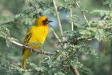 Wikłacz rdzawolicy - Ploceus galbula - Rüppell's Weaver