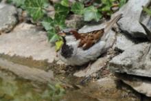 Wróbel - Passer domesticus - House Sparrow