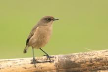 Wrzośnik - Pinarochroa sordida - Moorland Chat