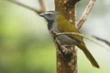 Ziarnołusk płowogardły - Saltator maximus - Buff-throated Saltator