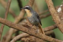 Muchołówkowate - Muscicapidae