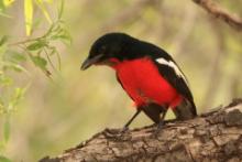 Dzierzyk purpurowy - Laniarius atrococcineus - Crimson-breasted Gonolek