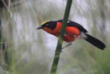 Dzierzyk papirusowy - Laniarius mufumbiri - Papyrus Gonolek