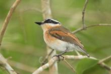 Krępnik krótkosterny - Batis mixta - Forest Batis