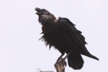 Kruk wielkodzioby - Corvus albicollis - White-necked Raven