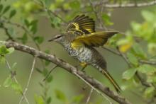 Liszkojad czarny - Campephaga flava - Black Cuckooshrike