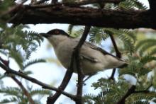 Turniurzyk srokaty - Dryoscopus cubla - Black-backed Puffback