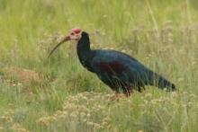 Ibis łysy - Geronticus calvus - Southern Bald Ibis