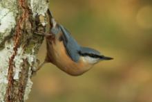 Kowalik - Sitta europaea - Eurasian Nuthatch