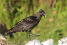 Kruk grubodzioby - Corvus crassirostris - Thick-billed Raven