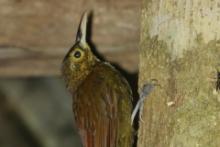 Mieczonos ciemnogłowy - Xiphorhynchus erythropygius - Spotted Woodcreeper