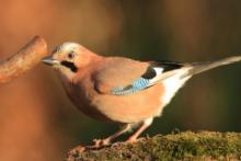 Sójka - Garrulus glandarius - Eurasian Jay