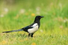 Sroka - Pica pica - Eurasian Magpie