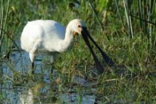 Warzęcha - Platalea leucorodia - Eurasian Spoonbill